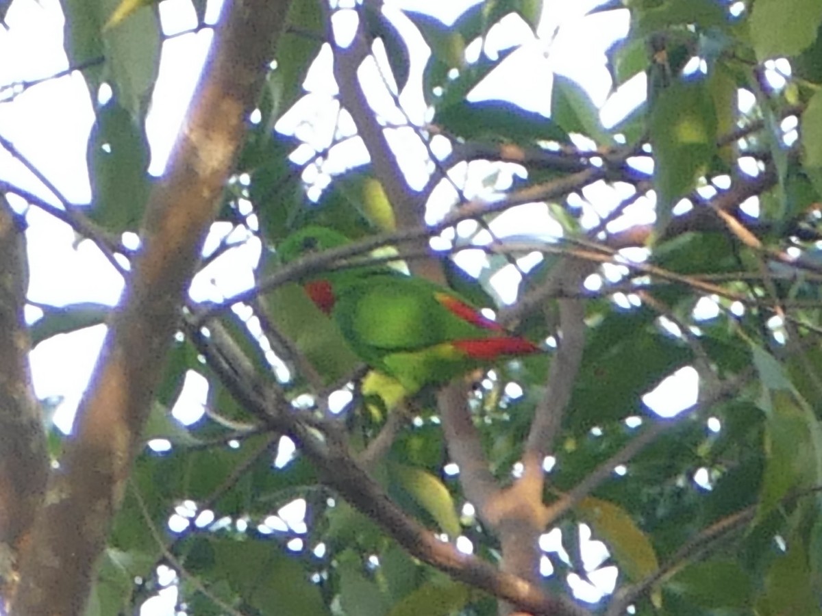Blue-crowned Hanging-Parrot - ML608204061