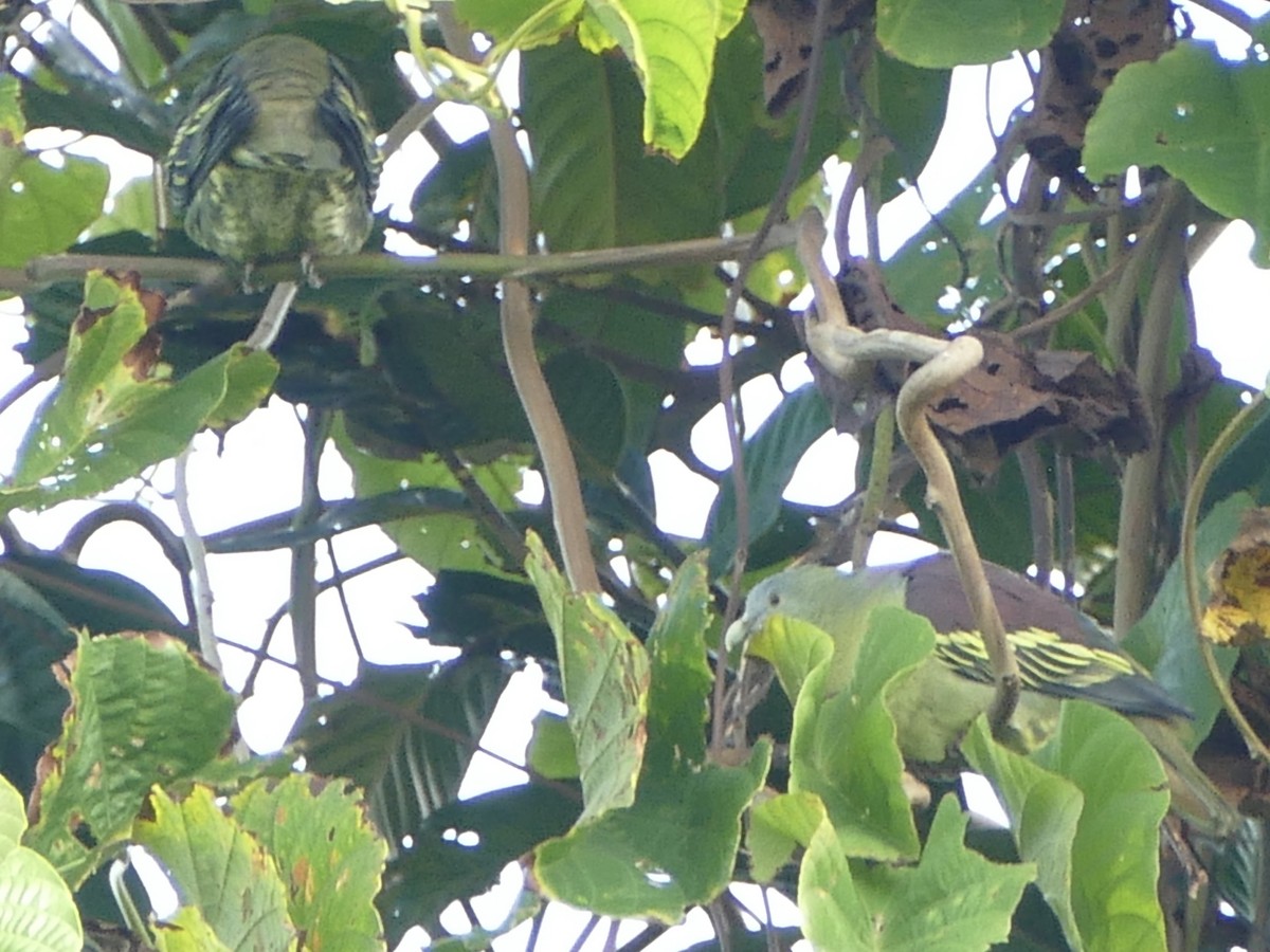 holub indomalajský (ssp. hypothapsinus) - ML608204141