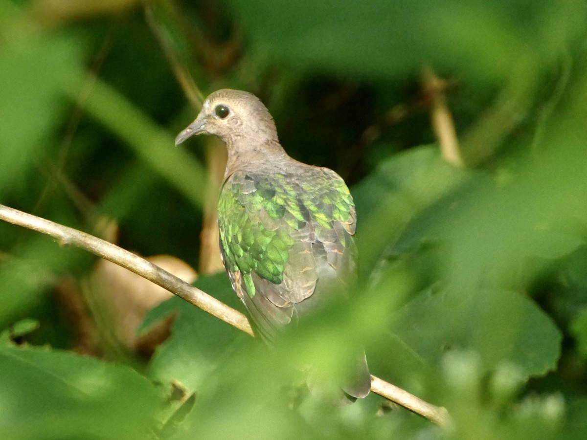 Asian Emerald Dove - ML608204231