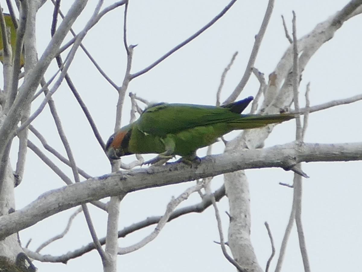 Uzun Kuyruklu Yeşil Papağan - ML608204861
