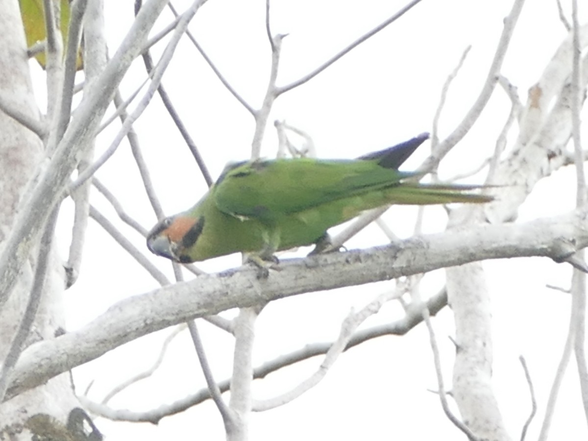 Long-tailed Parakeet - ML608204871