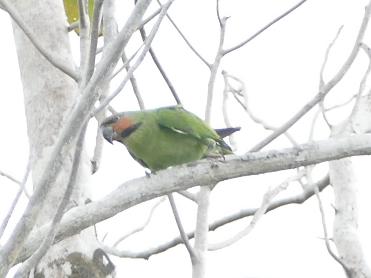Long-tailed Parakeet - ML608204881