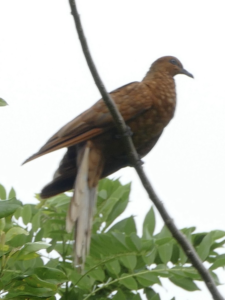 Enggano Cuckoo-Dove - ML608204931
