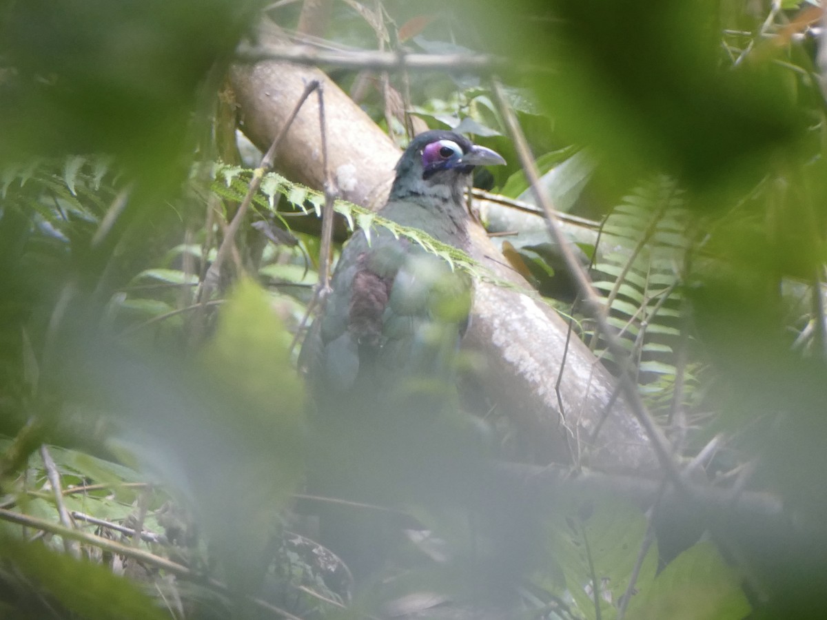 Sumatran Ground-Cuckoo - ML608207021