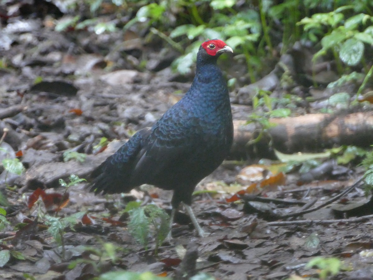 Salvadori's Pheasant (Salvadori's) - ML608208941