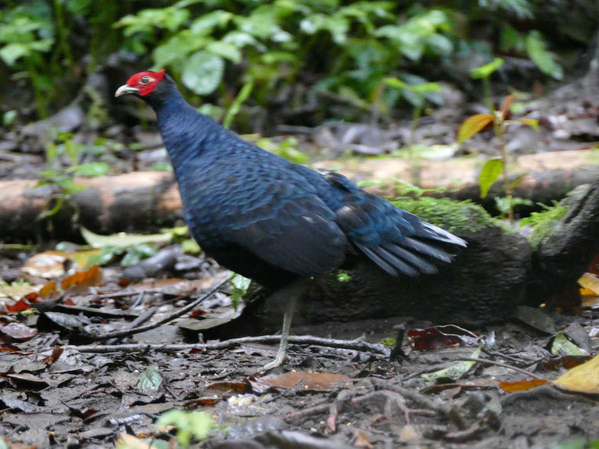 Salvadori's Pheasant (Salvadori's) - ML608208961