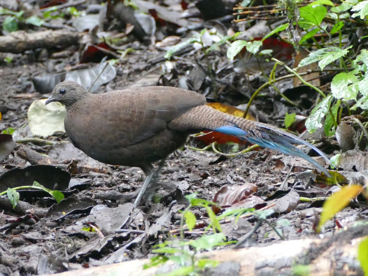 Bronze-tailed Peacock-Pheasant - ML608208991