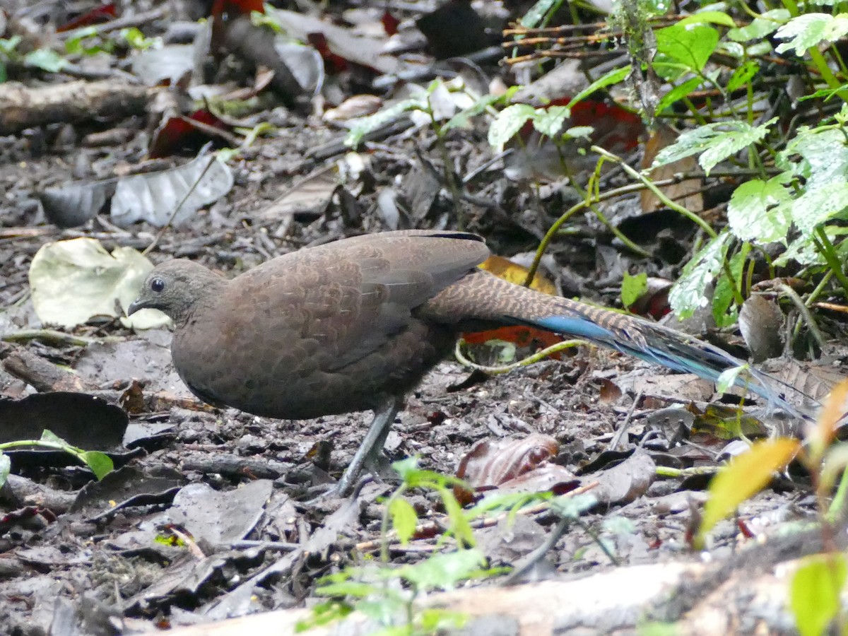 Bronze-tailed Peacock-Pheasant - ML608209011