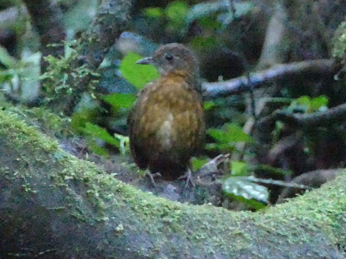 Rusty-breasted Wren-Babbler - ML608209131