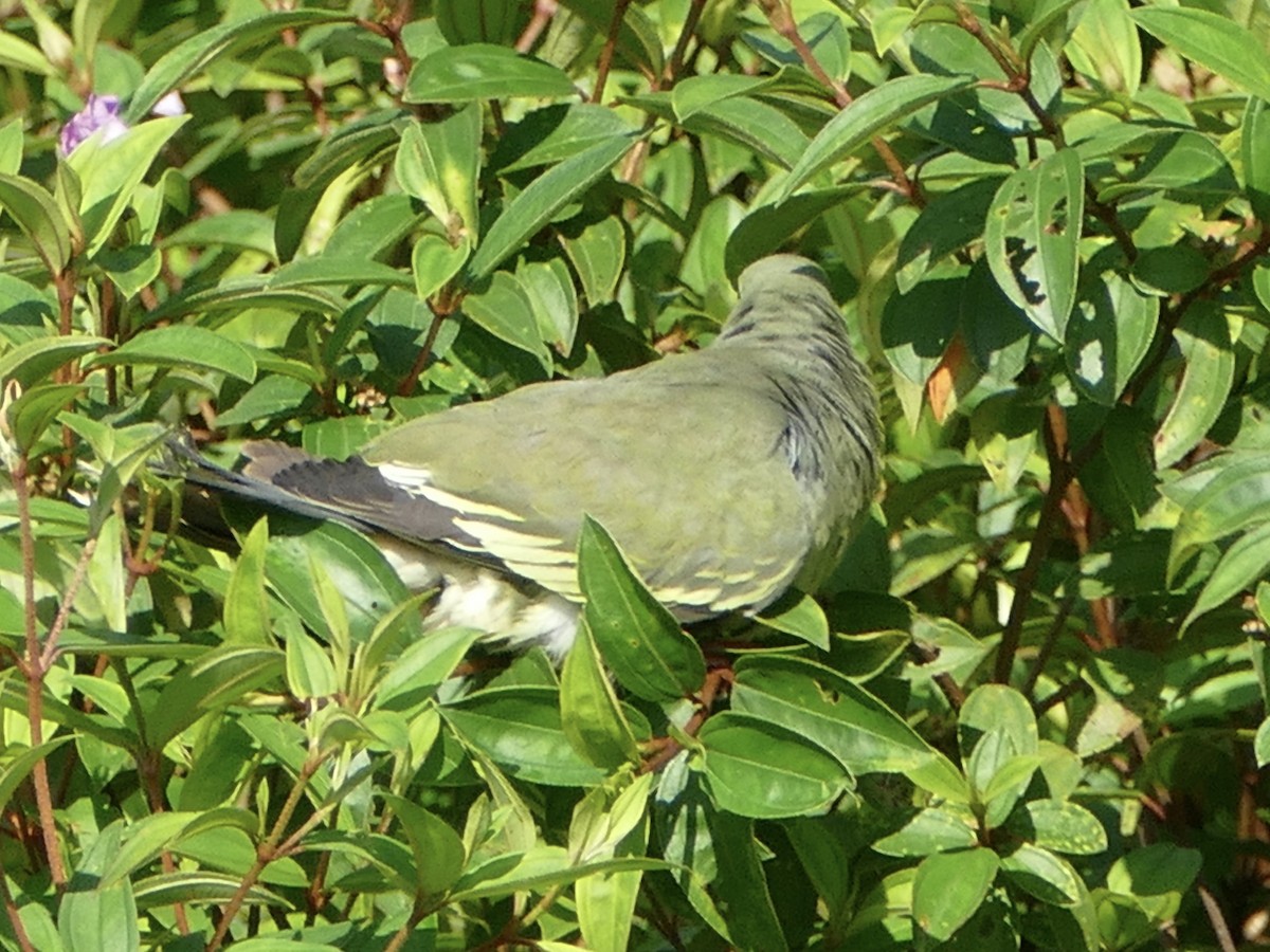 Ebird Checklist Aug Sipora Island Mentawai Islands