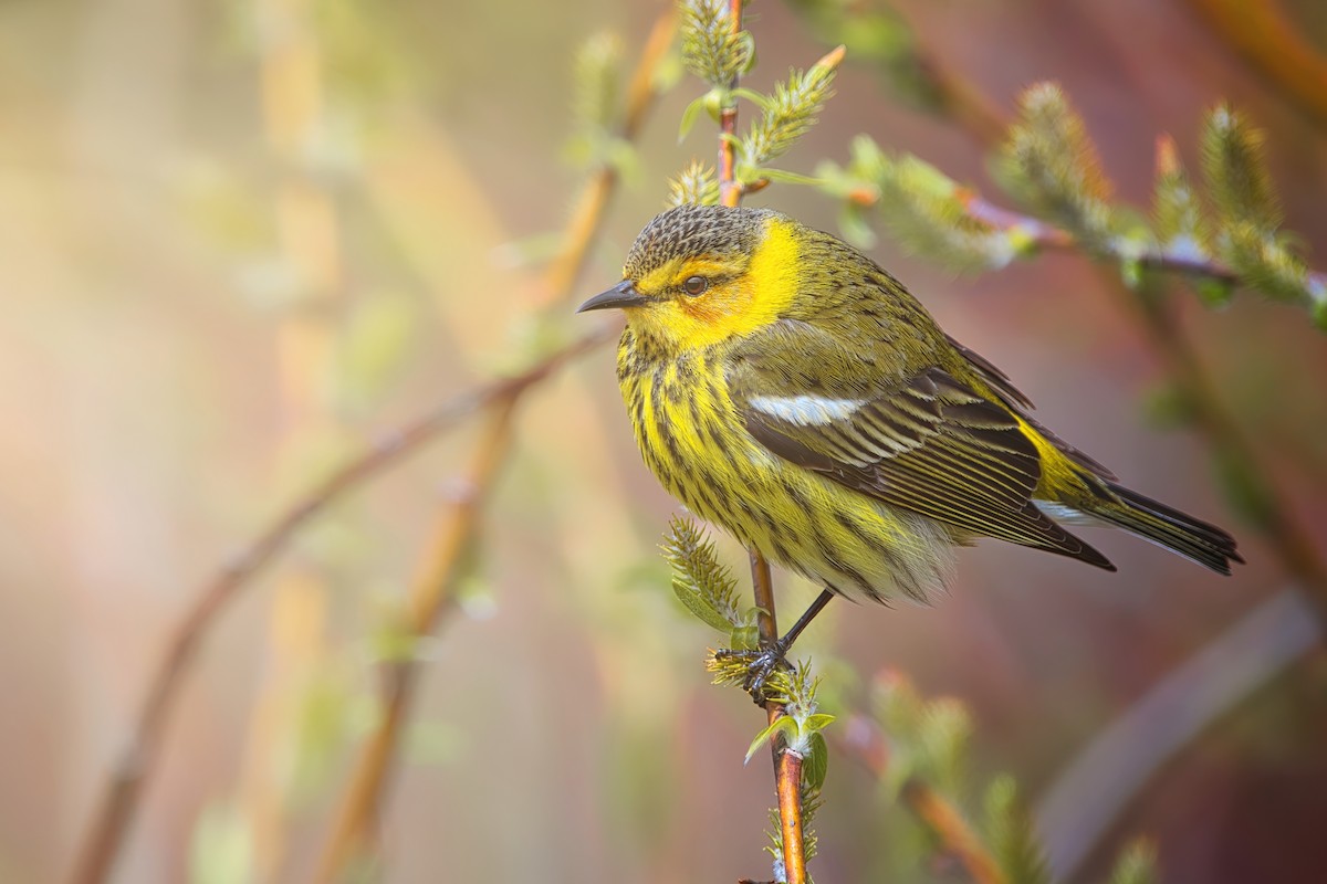 Cape May Warbler - ML608214591