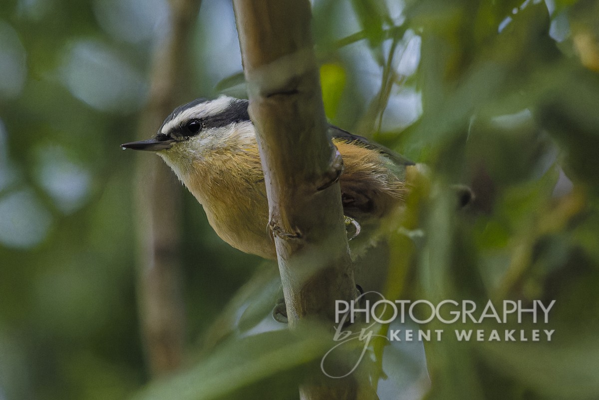 Red-breasted Nuthatch - ML608219011