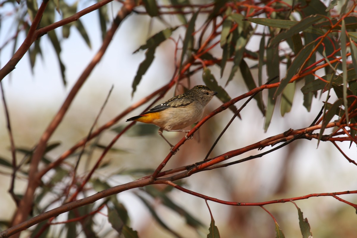 Spotted Pardalote - ML608226021
