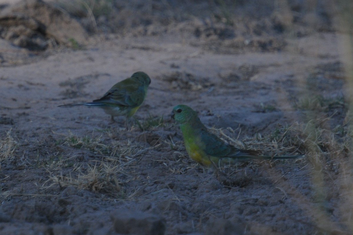 Red-rumped Parrot - ML608227121