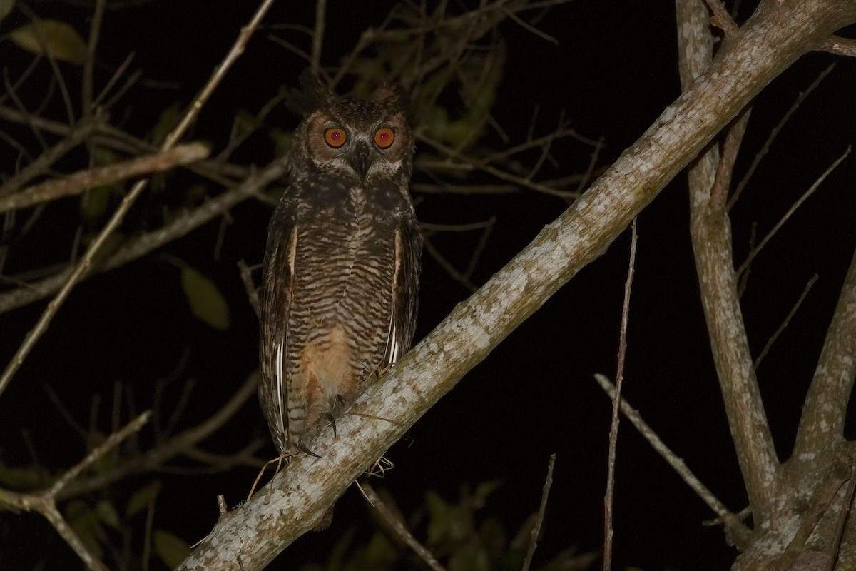 Great Horned Owl - ML608229621