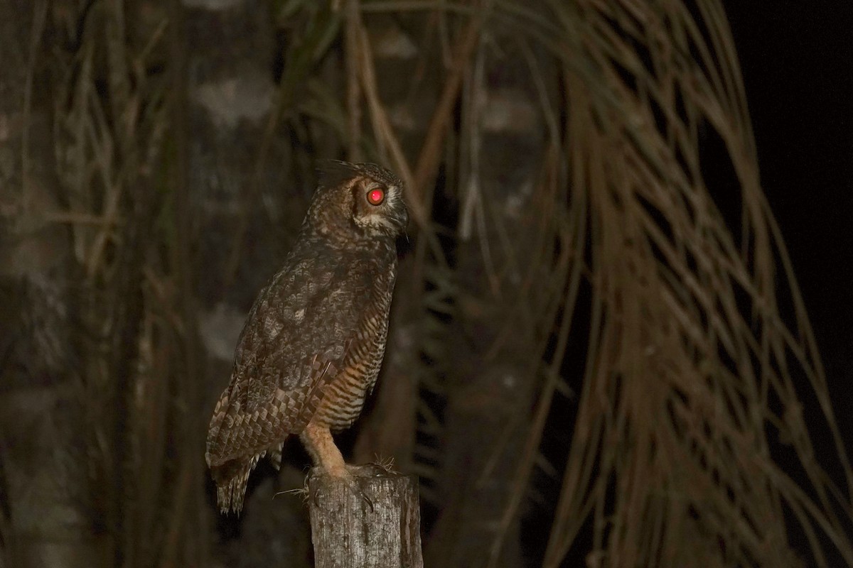Great Horned Owl - ML608229631