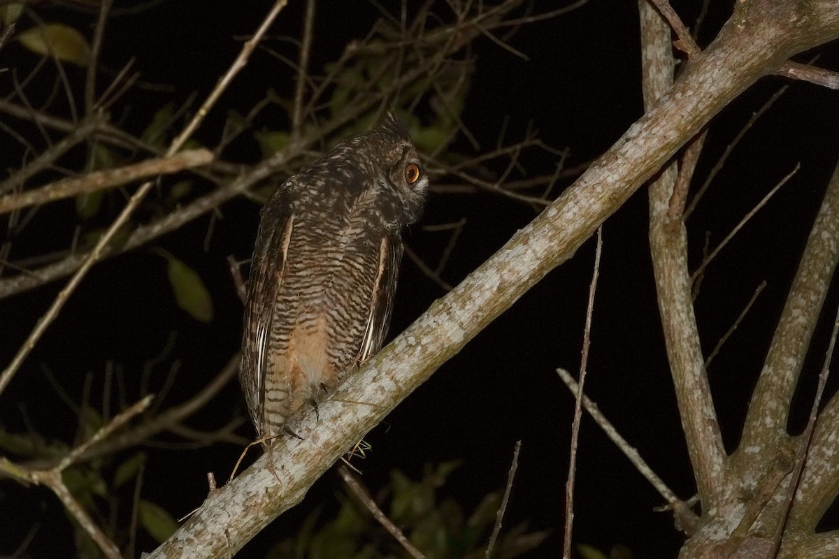 Great Horned Owl - ML608229641
