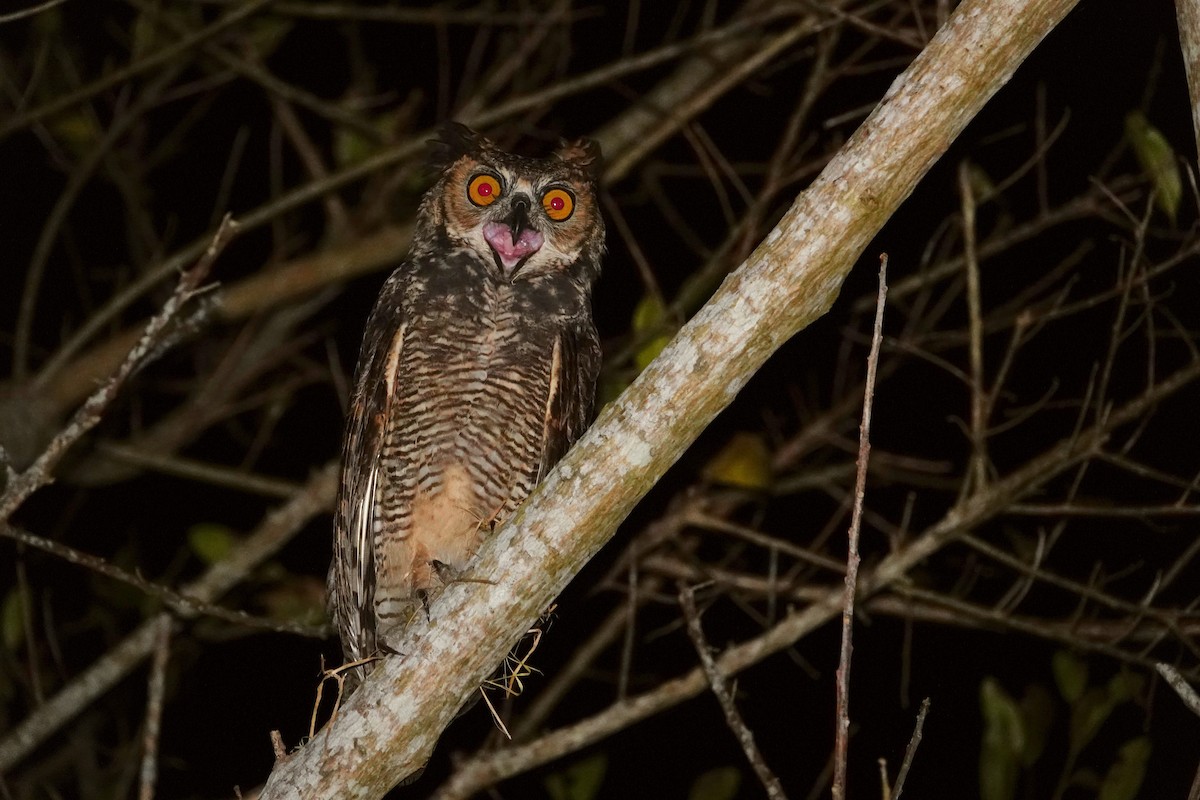 Great Horned Owl - ML608229651