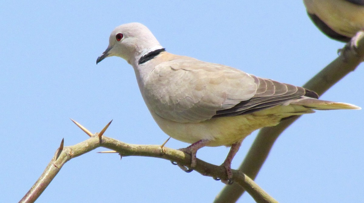 African Collared-Dove - ML60823131