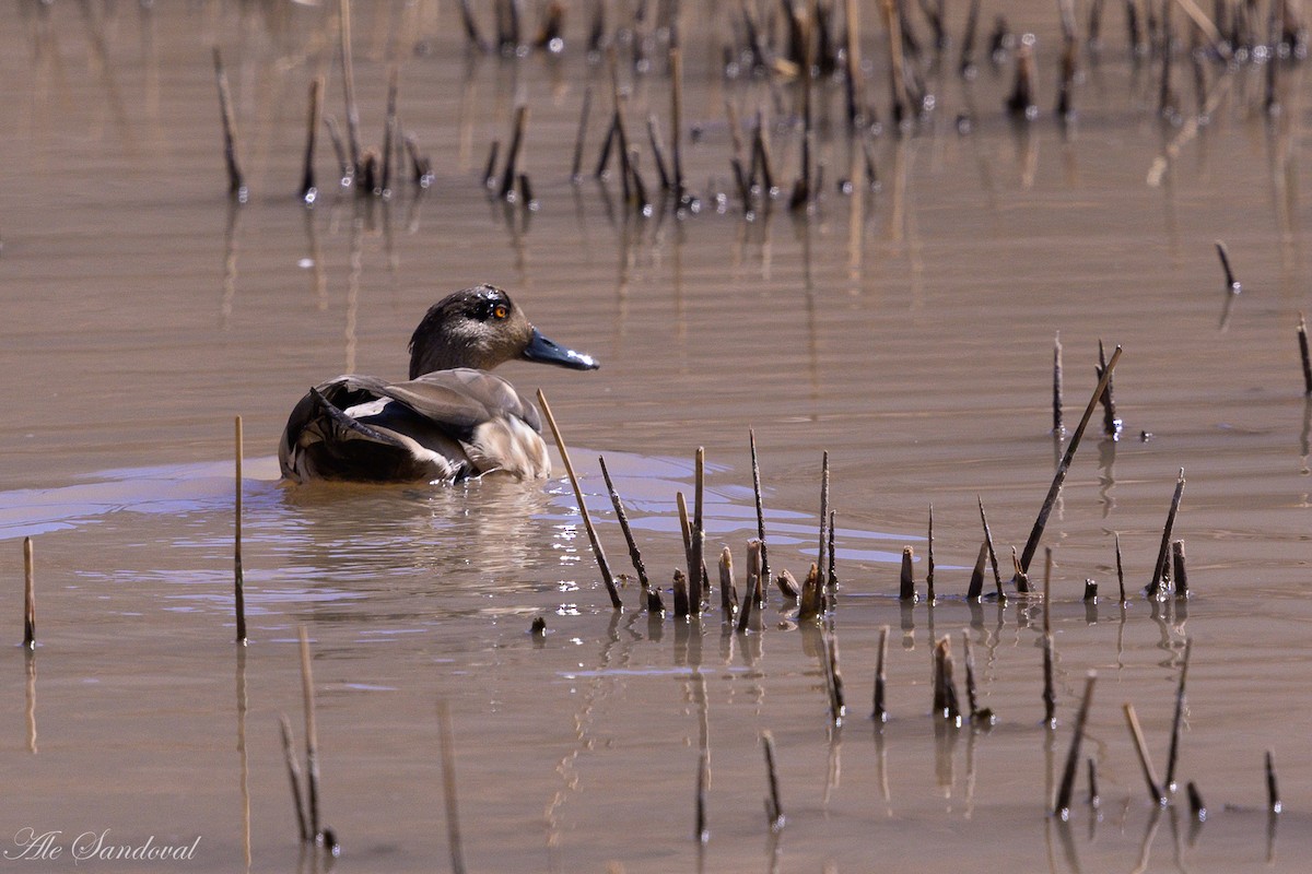 Crested Duck - ML608237291