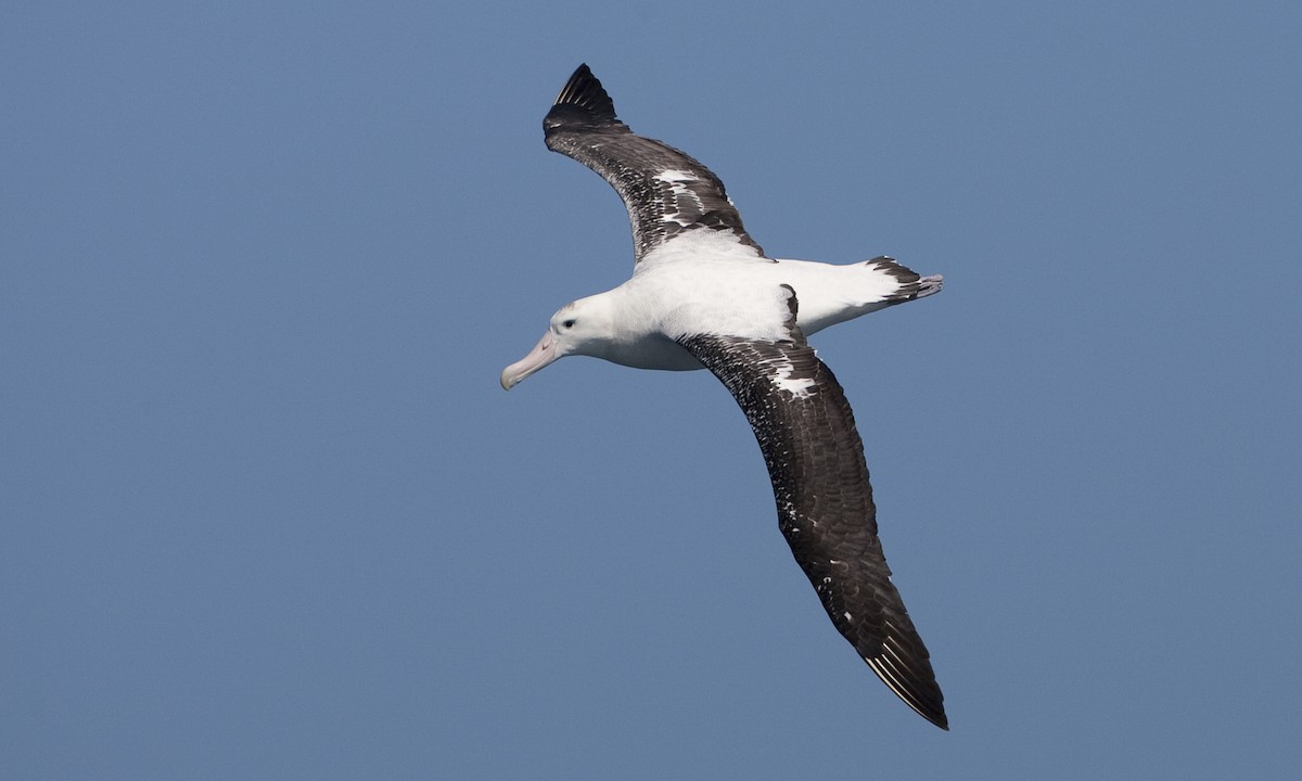 albatros stěhovavý - ML60823771