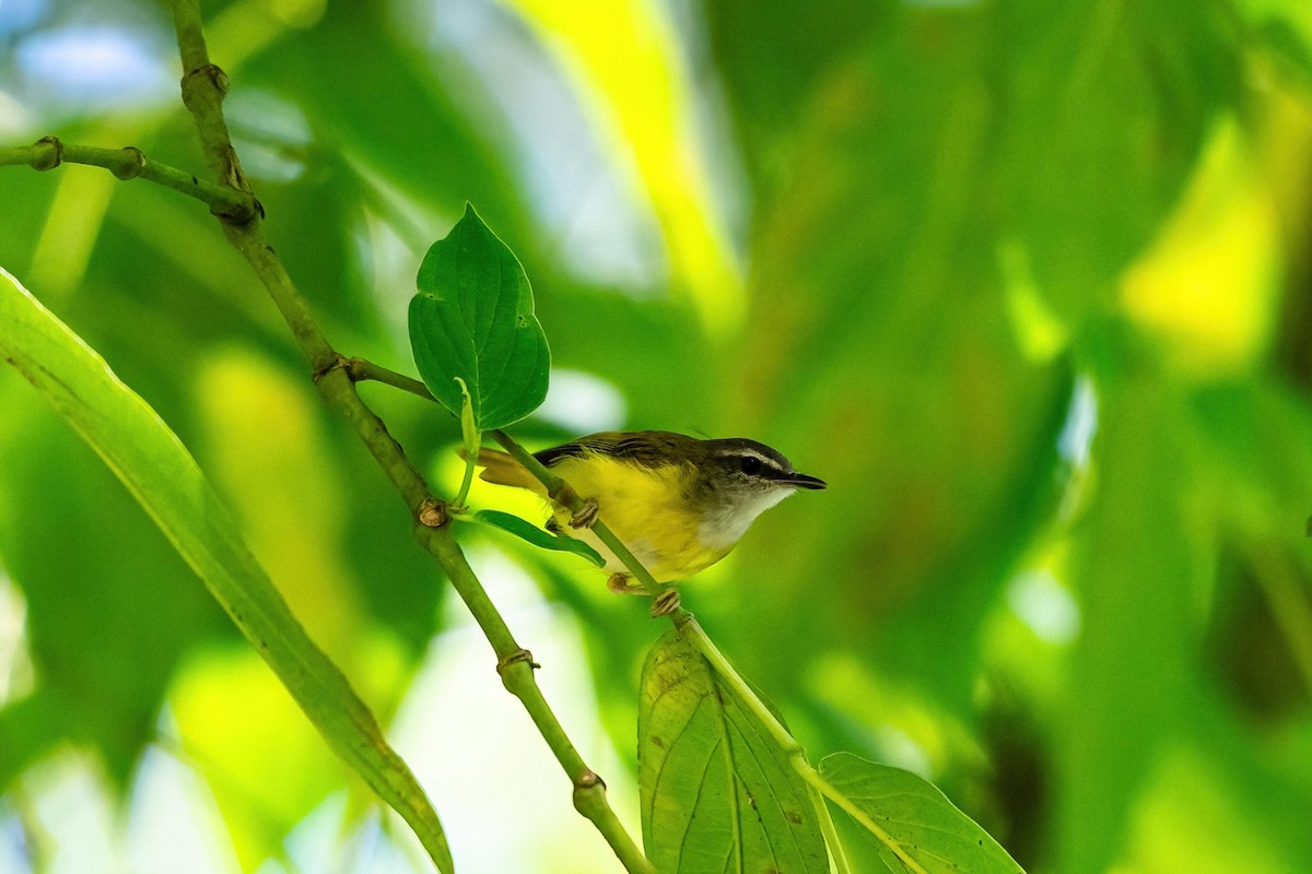 Yellow-bellied Warbler - Ming Shan Tsai
