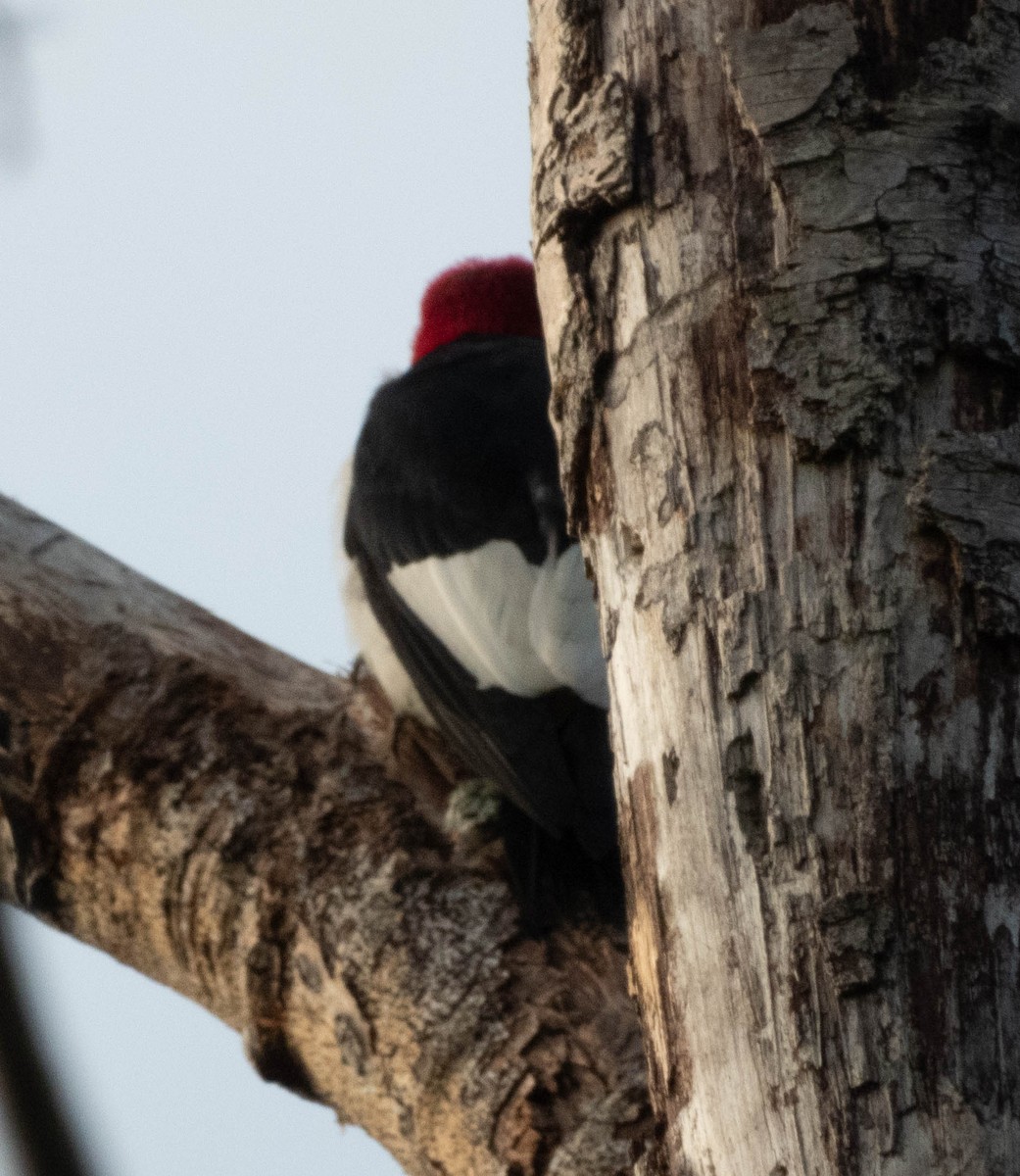 Red-headed Woodpecker - ML608241051