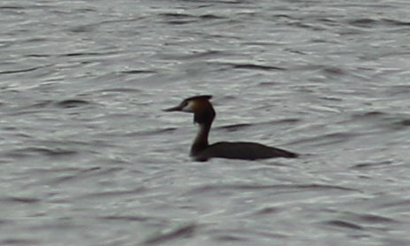Great Crested Grebe - ML60824141