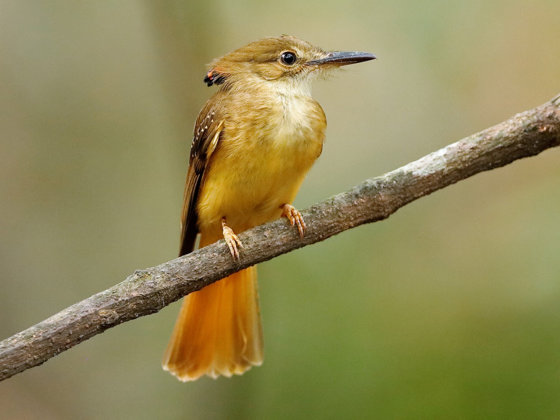 Tropical Royal Flycatcher - Holger Teichmann