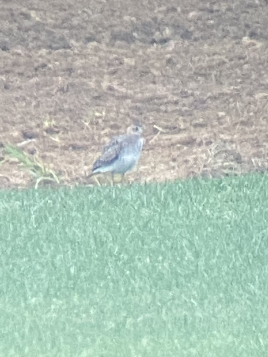 eBird Checklist 29 Aug 2023 Reed Sod Farm / Old York Road (Monmouth