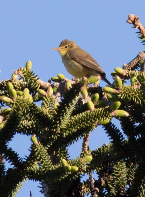 Melodious Warbler - ML608246441