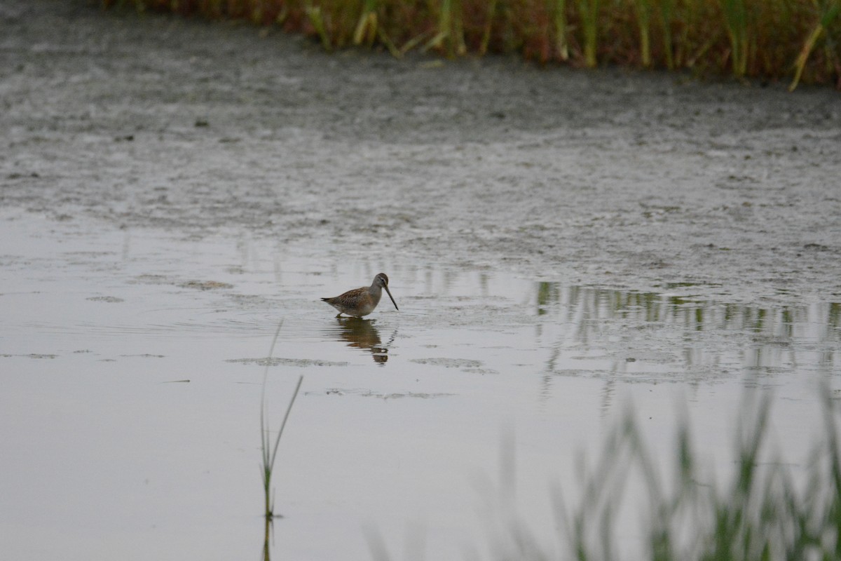 Long-billed Dowitcher - ML608246931