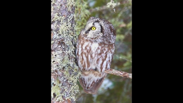 Boreal Owl - ML608247921