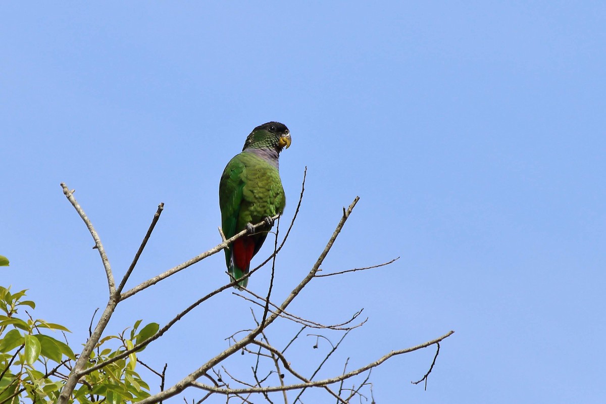 Scaly-headed Parrot - ML608248891