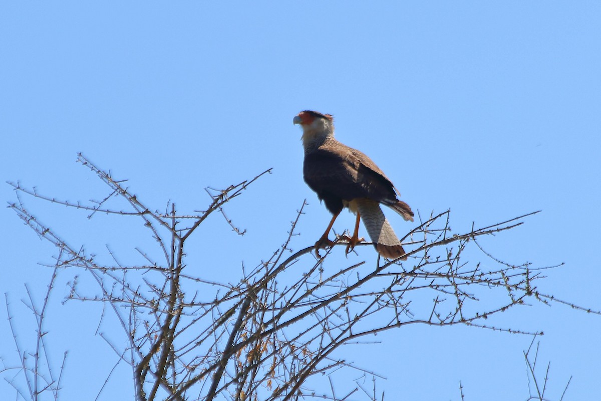 Crested Caracara (Southern) - ML608249861