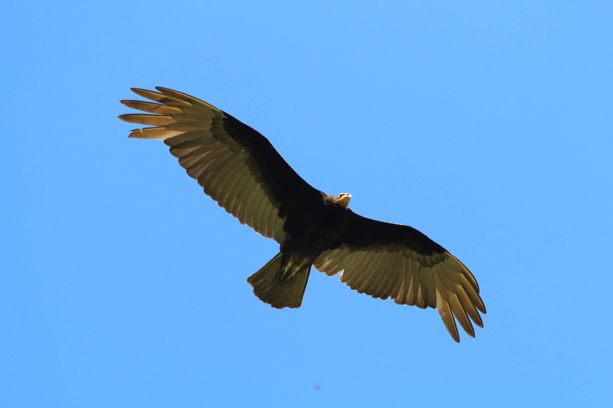 Lesser Yellow-headed Vulture - ML608249961