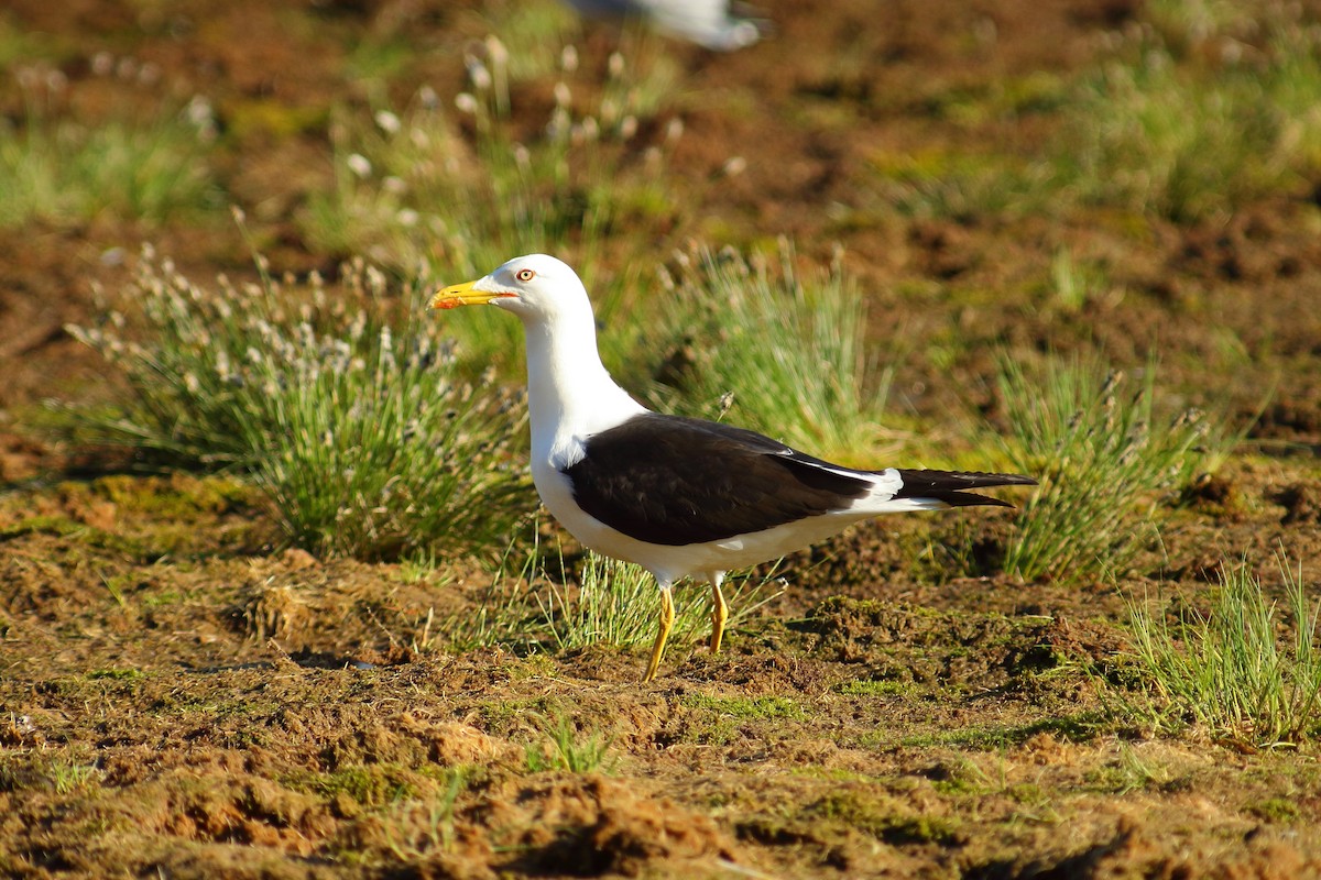 Lesser Black-backed Gull (fuscus) - ML608250361