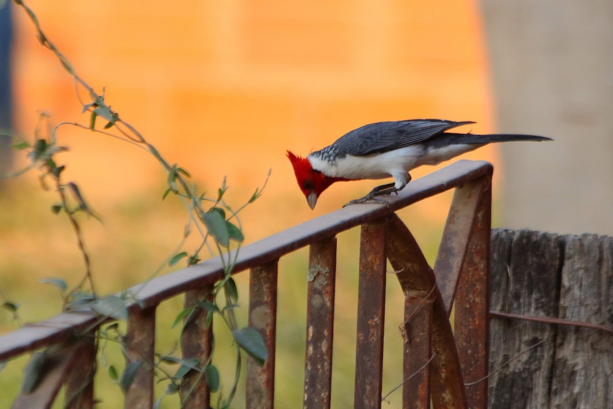 Red-crested Cardinal - ML608250411