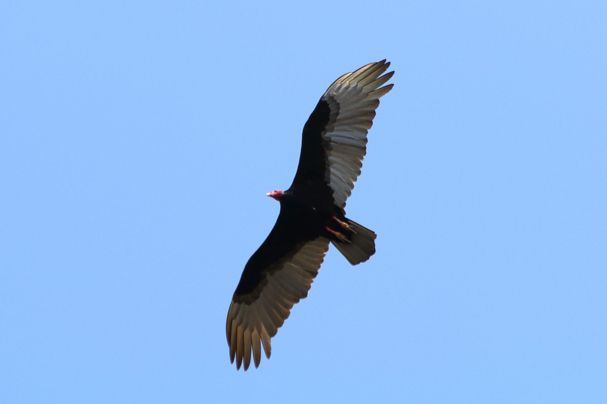 Turkey Vulture - ML608251321