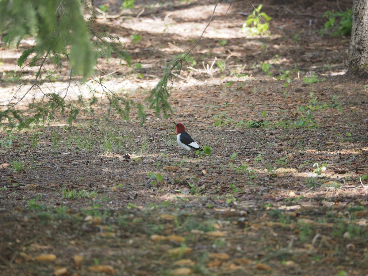 Red-headed Woodpecker - Jan Roseneder