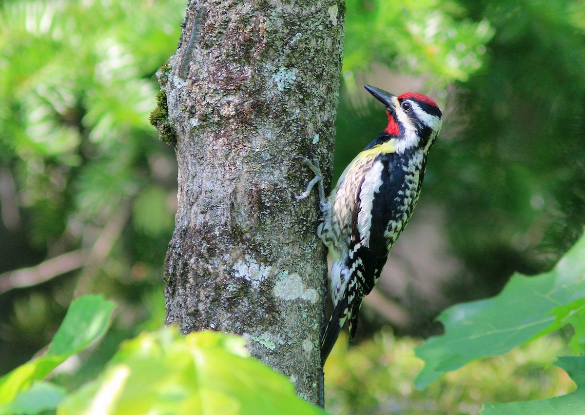 Yellow-bellied Sapsucker - Yves Gauthier (Mtl)