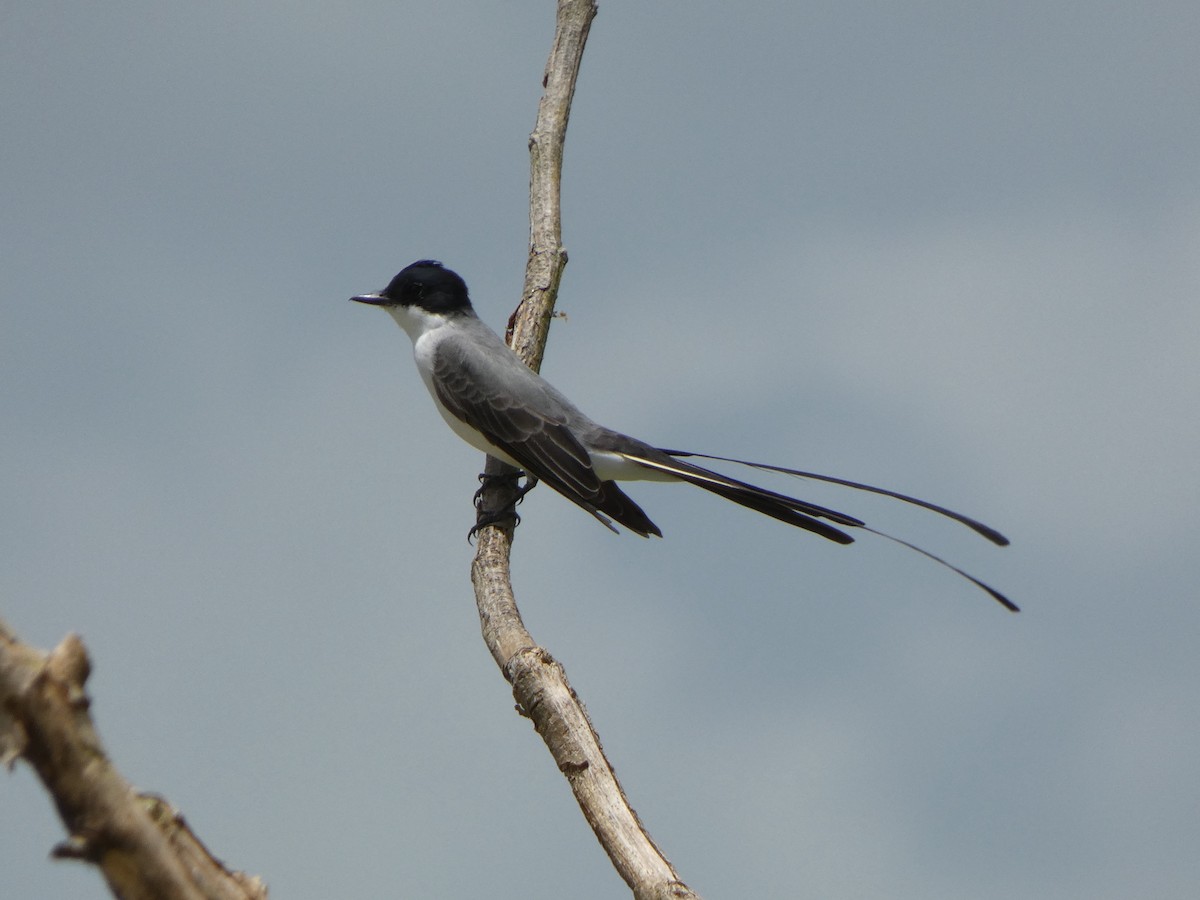 Fork-tailed Flycatcher - ML608260461