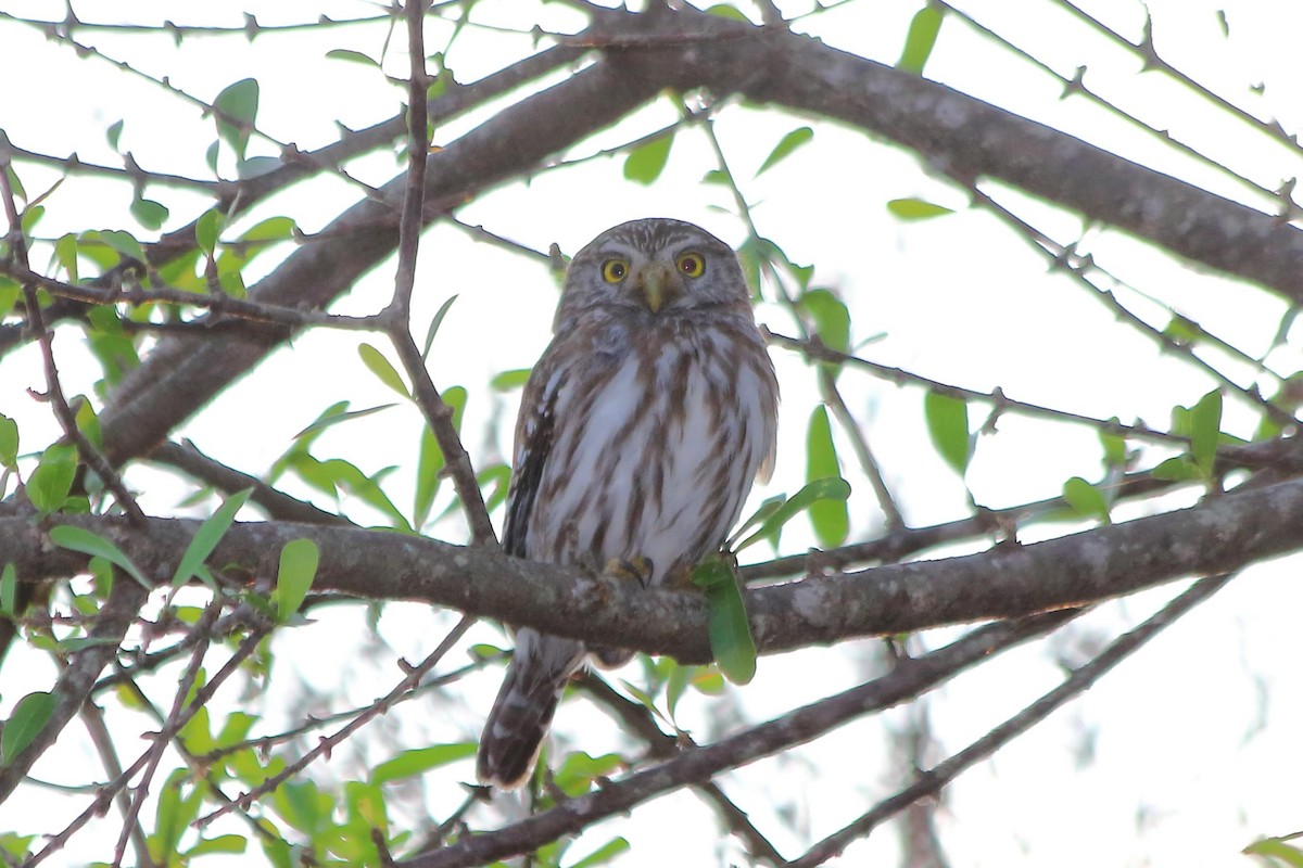Ferruginous Pygmy-Owl - ML608260791