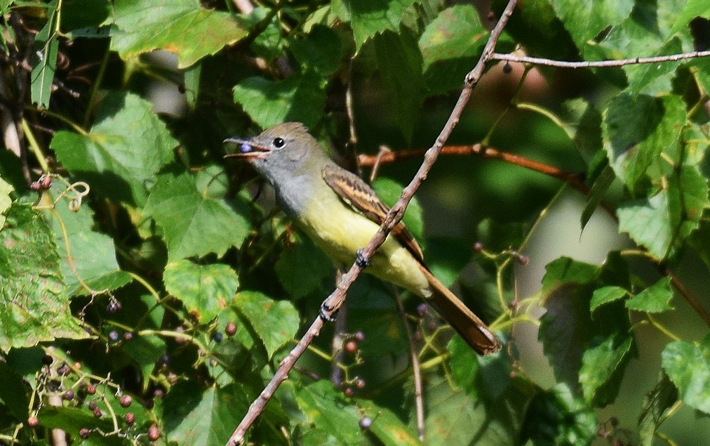 Great Crested Flycatcher - ML608261721