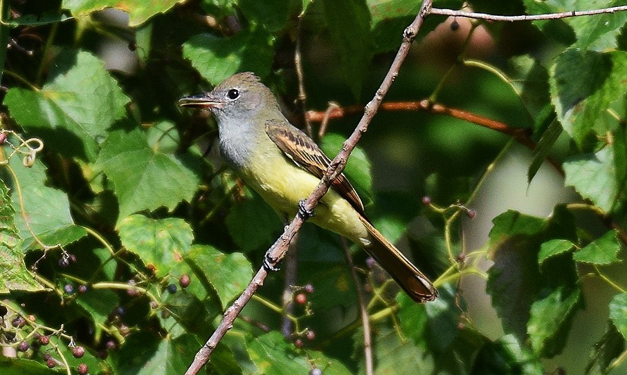 Great Crested Flycatcher - ML608261731