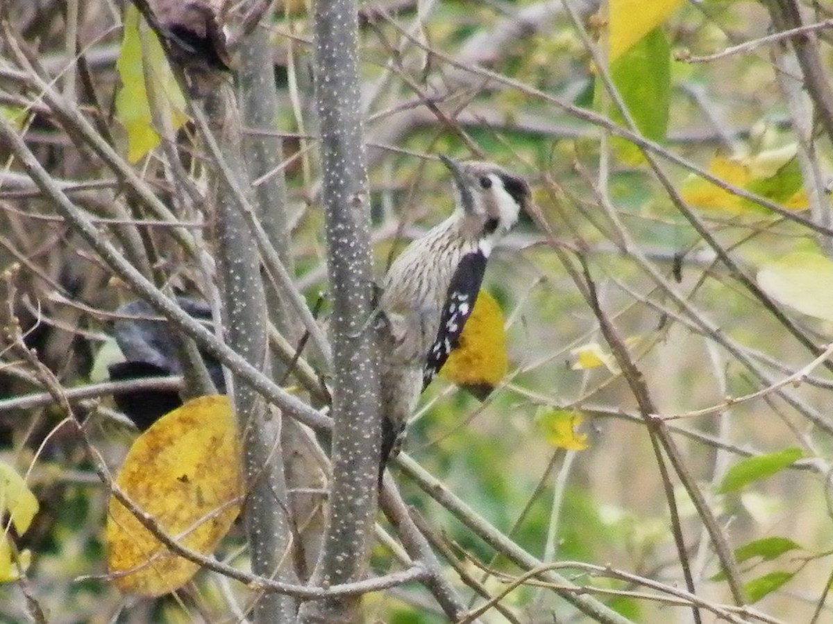 Gray-capped Pygmy Woodpecker - ML608262501