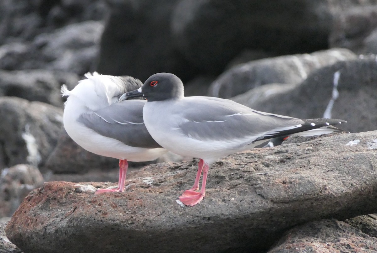 Swallow-tailed Gull - ML608262532