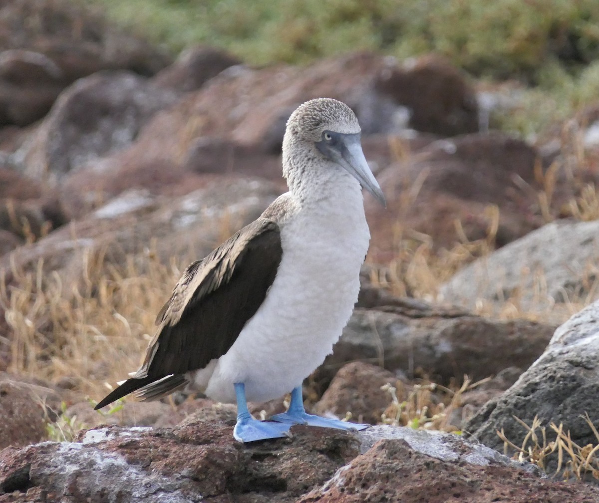 Blue-footed Booby - Bill Hopping