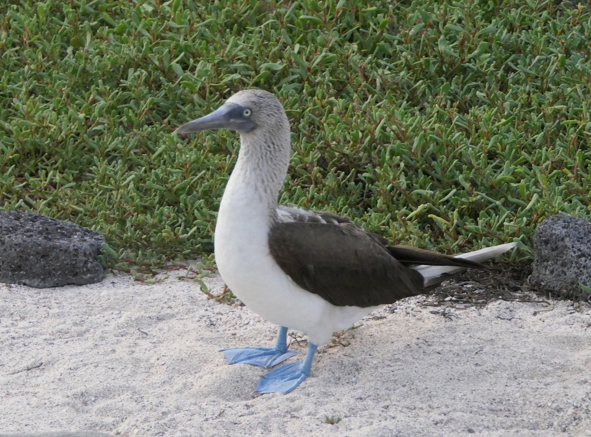 Blue-footed Booby - ML608262553