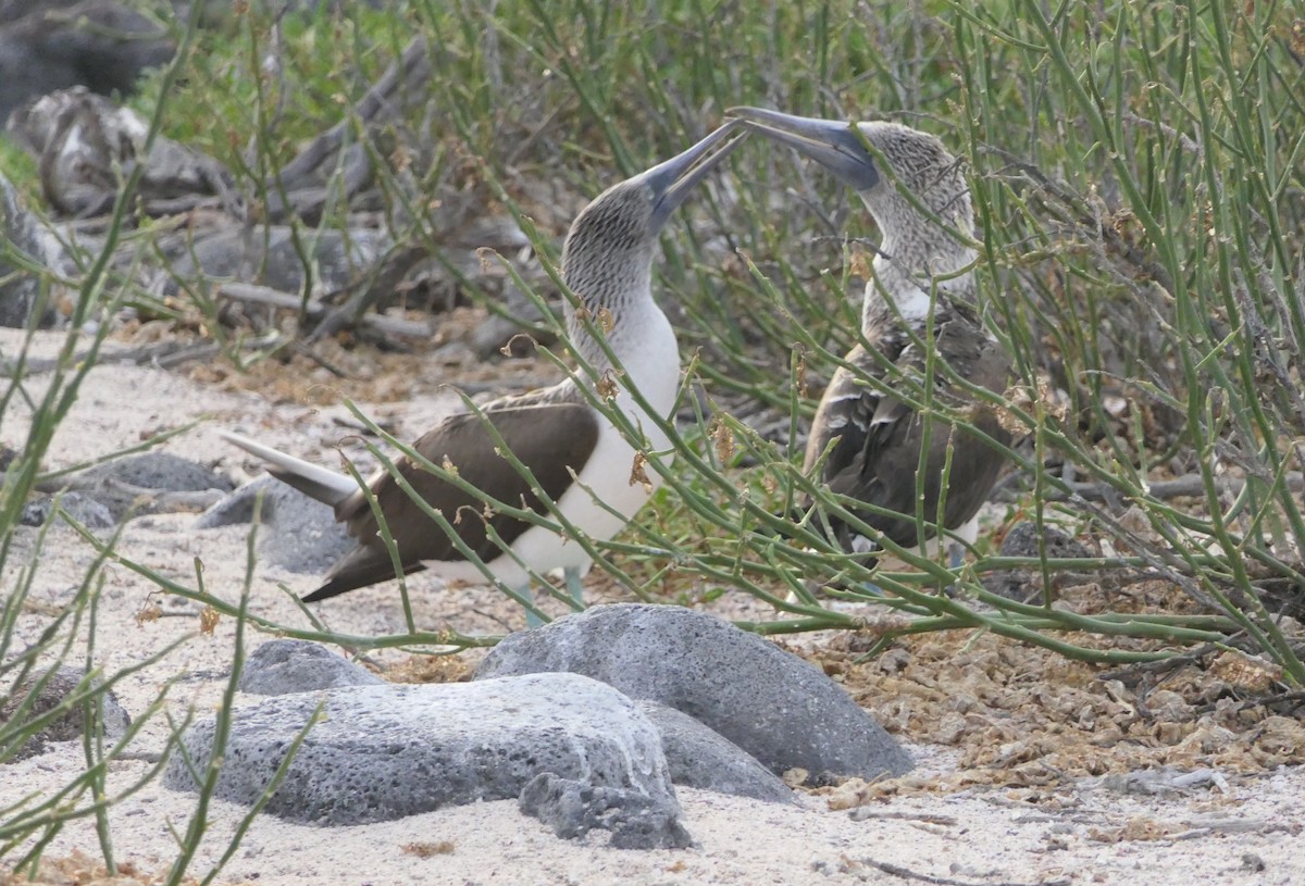 Blue-footed Booby - Bill Hopping